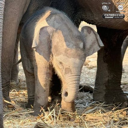 เขตรักษาพันธุ์สัตว์ป่าซับลังกา จ.ลพบุรี โพสต์อัปเดตความน่ารัก “น้องกุมภา” ลูกช้างป่าซับลังกา สุดร่าเริง