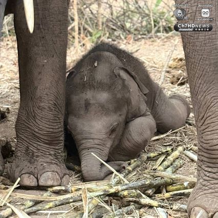 เขตรักษาพันธุ์สัตว์ป่าซับลังกา จ.ลพบุรี โพสต์อัปเดตความน่ารัก “น้องกุมภา” ลูกช้างป่าซับลังกา สุดร่าเริง