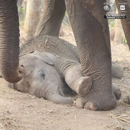 เขตรักษาพันธุ์สัตว์ป่าซับลังกา จ.ลพบุรี โพสต์อัปเดตความน่ารัก “น้องกุมภา” ลูกช้างป่าซับลังกา สุดร่าเริง