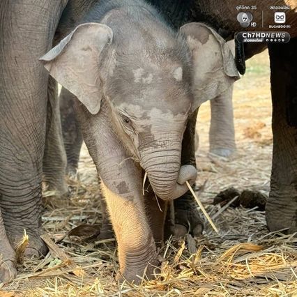 เขตรักษาพันธุ์สัตว์ป่าซับลังกา จ.ลพบุรี โพสต์อัปเดตความน่ารัก “น้องกุมภา” ลูกช้างป่าซับลังกา สุดร่าเริง