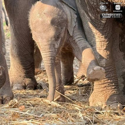 เขตรักษาพันธุ์สัตว์ป่าซับลังกา จ.ลพบุรี โพสต์อัปเดตความน่ารัก “น้องกุมภา” ลูกช้างป่าซับลังกา สุดร่าเริง