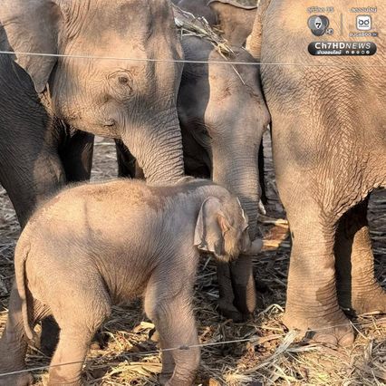 เขตรักษาพันธุ์สัตว์ป่าซับลังกา จ.ลพบุรี โพสต์อัปเดตความน่ารัก “น้องกุมภา” ลูกช้างป่าซับลังกา สุดร่าเริง