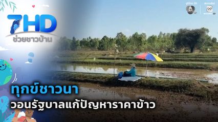 ทุกข์ชาวนา วอนรัฐบาลแก้ปัญหาราคาข้าว