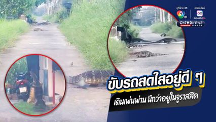 สดใสอยู่ดี ๆ นึกว่าอยู่ในจูราสสิค สาวขับรถฝ่าฝูงตัวเงินตัวทอง