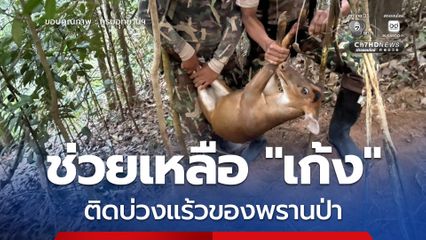 เจ้าหน้าที่อุทยานแห่งชาติเขานัน ช่วยเหลือ "เก้ง" ติดบ่วงแร้วของพรานป่า ก่อนปล่อยคืนสู่ธรรมชาติอย่างปลอดภัย