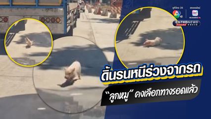 “ลูกหมู” ดิ้นรนหนีร่วงจากรถบรรทุก น้องคงเลือกทางรอดแล้ว