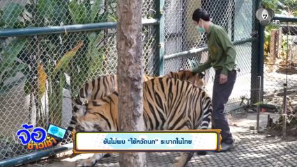 ยันไม่พบ ไข้หวัดนก ระบาดในไทย