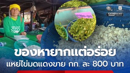 สร้างรายได้งาม ของหายากแต่อร่อย แหย่ไข่มดแดงขาย กก. ละ 800 บาท