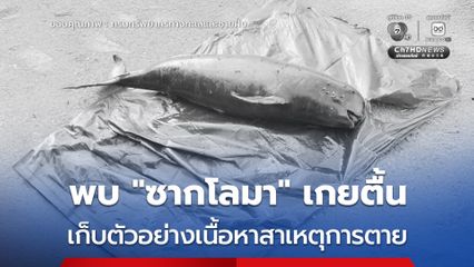 พบ “ซากโลมาหัวบาตรหลังเรียบ” เกยตื้น บริเวณร้านอาหารแห่งหนึ่งในสมุทรปราการ เร่งหาสาเหตุการตาย