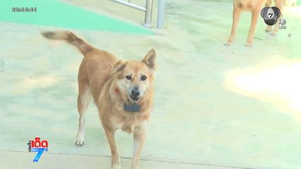 เจ้าของพร้อมย้ายสุนัข 25 ตัว