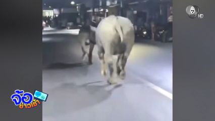 ควายหลุดถนน