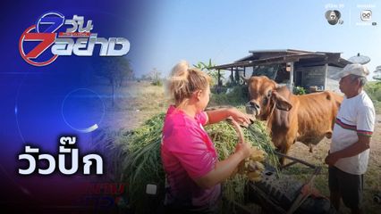 7 วัน 7 อย่าง : วัวปั๊ก