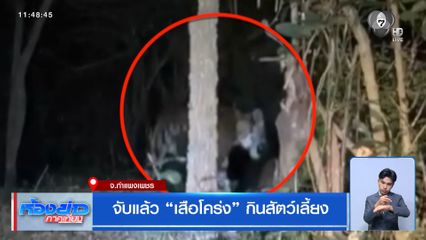 จับแล้ว เสือโคร่ง กินสัตว์เลี้ยง จ.กำแพงเพชร