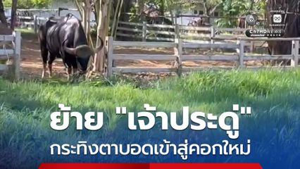 ย้าย “เจ้าประดู่”  กระทิงตาบอดเข้าสู่คอกใหม่