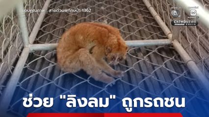 ช่วย “ลิงลม” หรือ “นางอาย” ถูกรถชน