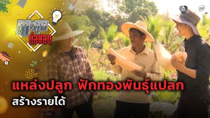 ตะลุยต่อยอด : แหล่งปลูก ฟักทองพันธุ์แปลก สร้างรายได้