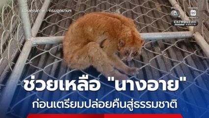 เจ้าหน้าที่สำนักบริหารพื้นที่อนุรักษ์ที่ 6 (สงขลา) ช่วยเหลือ “นางอาย” บาดเจ็บ  ก่อนเตรียมปล่อยคืนสู่ธรรมชาติ