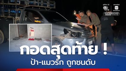 สุดเศร้า! ป้าวัย 61 ปี อุ้มซากแมวรักข้ามถนนกลางดึก กระบะมองไม่เห็น ชนซ้ำดับสลด