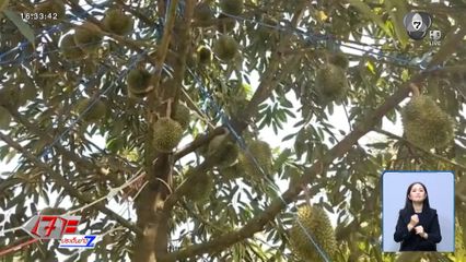 ปุ๋ยขยับขึ้น กระทบชาวสวนทุเรียน