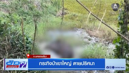 กระทิงป่าเขาใหญ่ ตายปริศนา จ.นครราชสีมา