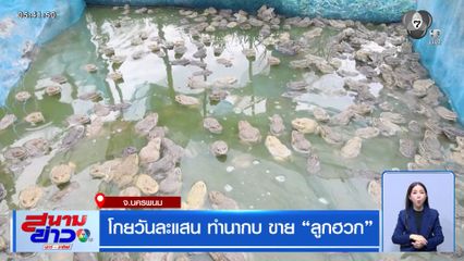 โกยวันละแสน ทำนากบ ขาย "ลูกฮวก"