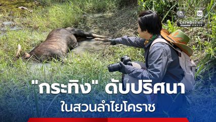“กระทิง” ดับปริศนาในสวนลำไย “นครราชสีมา” คาดทนพิษบาดแผลไม่ไหว หลังบาดเจ็บจากการต่อสู้กันเอง