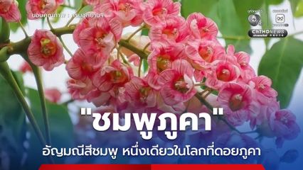 ชมพูภูคา อัญมณีสีชมพูหนึ่งเดียวในโลกที่ดอยภูคา