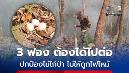 3 ฟอง ต้องได้ไปต่อ ปกป้องไข่ไก่ป่า ไม่ให้ถูกไฟไหม้