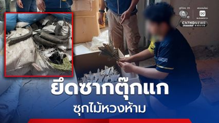 ทลายโกดังลับย่านลำลูกกา ยึดซากตุ๊กแกกว่า 1.2 แสนตัว ลักลอบนำเข้าจากอินโดนีเซีย ซุกไม้หวงห้ามเกือบ 30 ตัน เตรียมส่งออกจีน