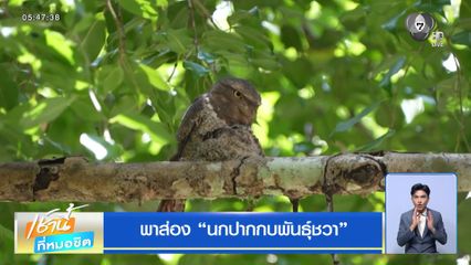 พาส่อง นกปากกบพันธุ์ชวา