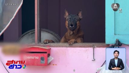 โวยเลี้ยงหมา 30 ตัว ส่งเสียงเห่า-กลิ่นเหม็น จ.นนทบุรี