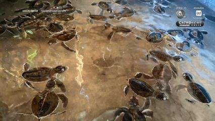 สิมิลันเฮ ลูกเต่าตนุฟักตัวต่อเนื่องกว่า 150 ตัว