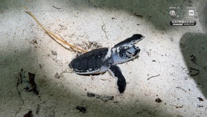 สิมิลันเฮ ลูกเต่าตนุฟักตัวต่อเนื่องกว่า 150 ตัว