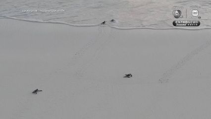 สิมิลันเฮ ลูกเต่าตนุฟักตัวต่อเนื่องกว่า 150 ตัว