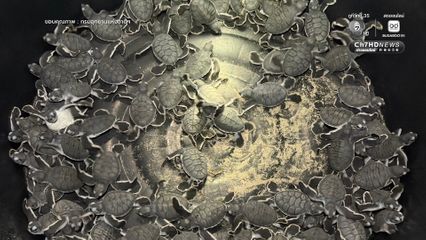 สิมิลันเฮ ลูกเต่าตนุฟักตัวต่อเนื่องกว่า 150 ตัว