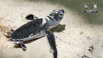 สิมิลันเฮ ลูกเต่าตนุฟักตัวต่อเนื่องกว่า 150 ตัว