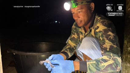 สิมิลันเฮ ลูกเต่าตนุฟักตัวต่อเนื่องกว่า 150 ตัว