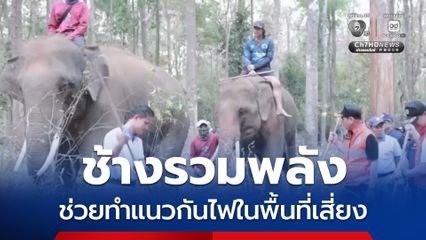 ช้างรวมพลัง ช่วยทำแนวกันไฟในพื้นที่เสี่ยง