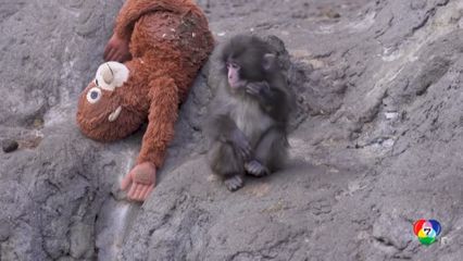 คนญี่ปุ่นรัก “พันช์คุง” แต่เกษตรกรญี่ปุ่นไม่ชอบลิงหิมะ