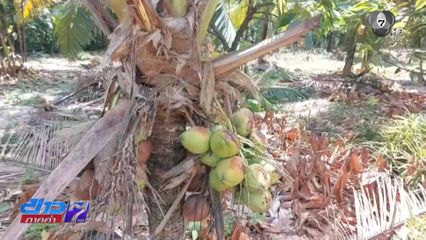 มะพร้าวราคาตก ชาวสวนตัดใจโค่นต้นทิ้ง