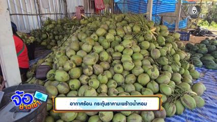 อากาศร้อน กระตุ้นราคามะพร้าวน้ำหอม