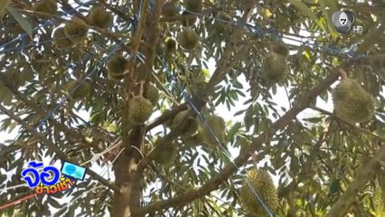 ปุ๋ยขยับขึ้น กระทบชาวสวนทุเรียน