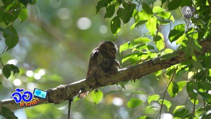 พาส่อง นกปากกบพันธุ์ชวา