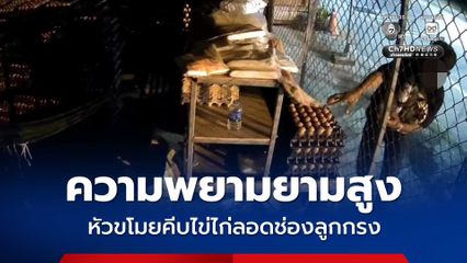 วงจรปิดจับภาพโจรมีความพยายามสูง มือสอดกรงเหล็ก ล้วงขโมยไข่ไก่