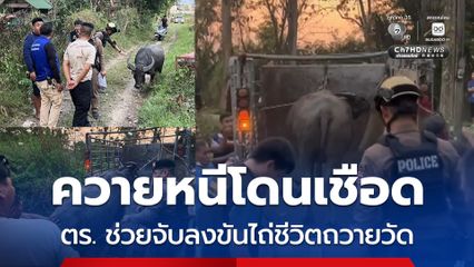 ควายวิ่งหนีตายจากการถูกเชือด ตำรวจช่วยจับ สงสารลงขันขอไถ่ชีวิต