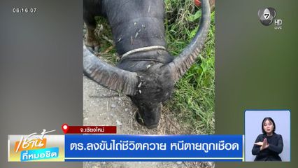ตร.ลงขันไถ่ชีวิตควาย หนีตายถูกเชือด