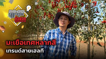 ตะลุยต่อยอด : มะเขือเทศหลากสี เทรนด์สายเฮลที