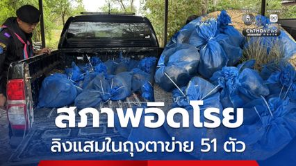 กกล.บูรพา ยึดลิงแสม 51 ตัว คาดขบวนการค้าสัตว์ป่าทิ้งของกลางหลบหนี