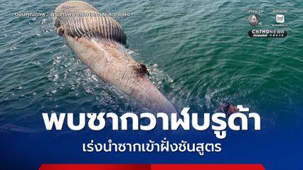 พบซากวาฬบรูด้าเพศเมีย ลอยทะเลสมุทรสาคร ทช. เร่งนำซากเข้าฝั่งชันสูตรหาสาเหตุการตาย