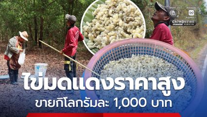 สร้างรายได้หน้าแล้ง ไข่มดแดงราคาสูง ขายกิโลกรัมละ 1,000 บาท